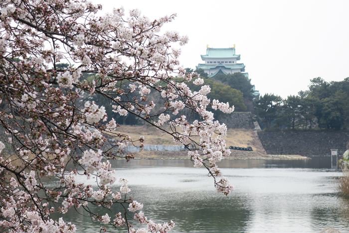 名古屋城の周辺で桜をみてきたよ 平日でもお花見客でいっぱい まゆゆんのヘルシーブログ