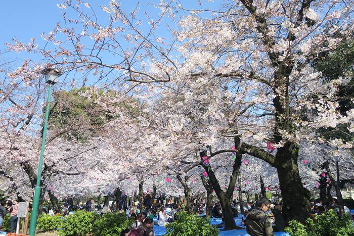 鶴舞公園へ桜をみてきた 花見客でおおにぎわい まゆゆんのヘルシーブログ